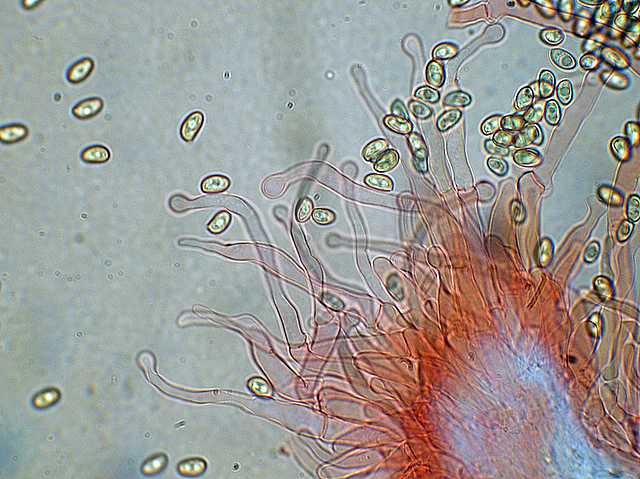 Galerina stylifera   (G.F. Atk.) A.H. Sm. & Singer